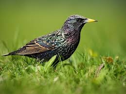 Attēlu rezultāti vaicājumam “Sturnus vulgaris male”