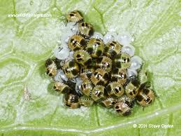 Attēlu rezultāti vaicājumam “Palomena prasina nymph”