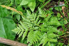 Attēlu rezultāti vaicājumam “Botrychium virginianum”