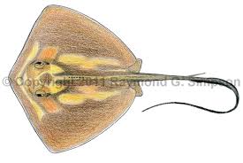 Image result for Hypanus longus