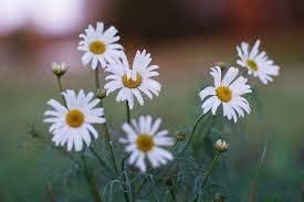 Attēlu rezultāti vaicājumam “Tripleurospermum inodorum flower”
