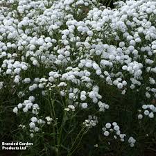 Attēlu rezultāti vaicājumam “Achillea ptarmica fruit”