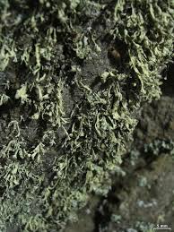 Attēlu rezultāti vaicājumam “Ramalina pollinaria”