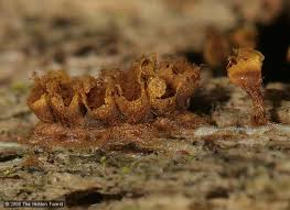 Attēlu rezultāti vaicājumam “Trichia botrytis var. cerifera spores”