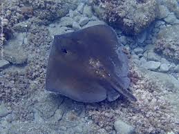 Image result for Dasyatis chrysonota