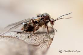 Attēlu rezultāti vaicājumam “Cynips quercusfolii”