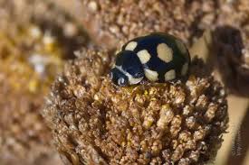 Attēlu rezultāti vaicājumam “Coccinula quatuordecimpustulata”