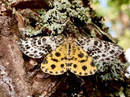 Attēlu rezultāti vaicājumam “Arichanna melanaria”