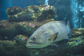 Image result for Anarhichas denticulatus