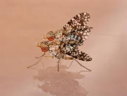 Attēlu rezultāti vaicājumam “Trypetoptera punctulata”