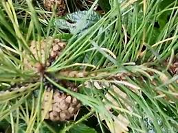 Attēlu rezultāti vaicājumam “Pinus sibirica”