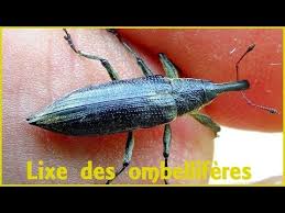 Attēlu rezultāti vaicājumam “Lixus iridis”