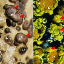 Attēlu rezultāti vaicājumam “Tuckermannopsis chlorophylla”
