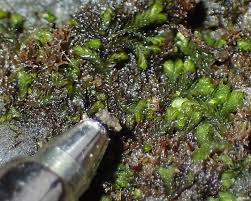 Attēlu rezultāti vaicājumam “Campylophyllum calcareum”