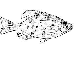 Image result for Pomoxis nigromaculatus