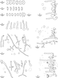 Attēlu rezultāti vaicājumam “Sidera lenis”
