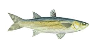 Image result for Liza aurata