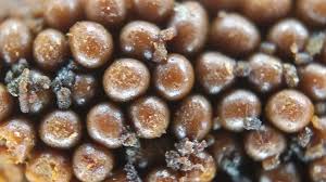 Attēlu rezultāti vaicājumam “Oligonema persimile macro”