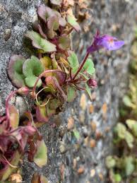 Attēlu rezultāti vaicājumam “Saxifraga cymbalaria”
