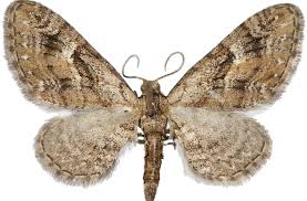 Attēlu rezultāti vaicājumam “Eupithecia pusillata”