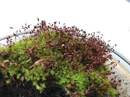 Attēlu rezultāti vaicājumam “Hedwigia ciliata sporophyte”