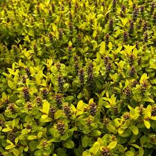 Image result for Ajuga reptans