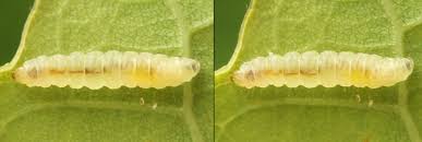 Attēlu rezultāti vaicājumam “Caloptilia alchimiella”