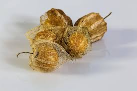 Attēlu rezultāti vaicājumam “Physalis alkekengi fruit”
