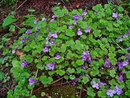 Attēlu rezultāti vaicājumam “Cymbalaria muralis leaf”