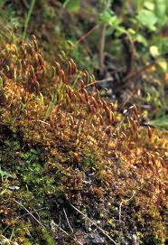 Attēlu rezultāti vaicājumam “Bryum moravicum”