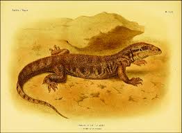 Image result for Reptilian egypt