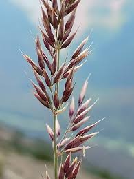 Attēlu rezultāti vaicājumam “Calamagrostis purpurea flower”