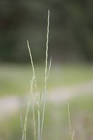 Attēlu rezultāti vaicājumam “Elymus caninus”