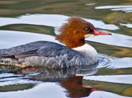 Attēlu rezultāti vaicājumam “Mergus merganser male”