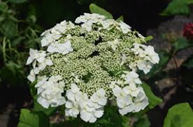 Attēlu rezultāti vaicājumam “Hydrangea arborescens subsp. discolor”