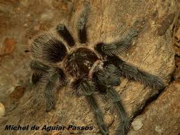 Znalezione obrazy dla zapytania Grammostola grossa