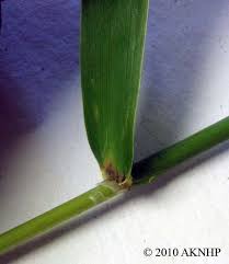 Attēlu rezultāti vaicājumam “Phalaroides arundinacea leaf”