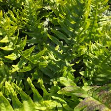 Attēlu rezultāti vaicājumam “Polypodium vulgare”