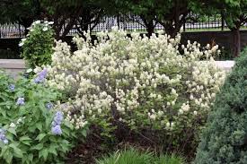 Attēlu rezultāti vaicājumam “Fothergilla major”