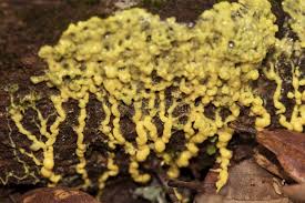 Attēlu rezultāti vaicājumam “Leocarpus fragilis macro”