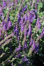 Image result for Salvia nemorosa