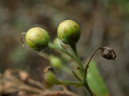 Attēlu rezultāti vaicājumam “Lysimachia vulgaris fruit”