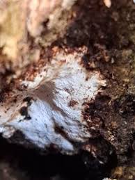 Attēlu rezultāti vaicājumam “Perenniporia medulla-panis”