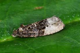 Attēlu rezultāti vaicājumam “Hedya nubiferana”