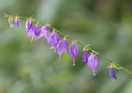 Attēlu rezultāti vaicājumam “Campanula rapunculoides bud”