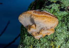 Attēlu rezultāti vaicājumam “Phellinus”