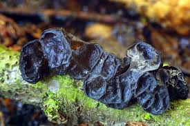 Attēlu rezultāti vaicājumam “Exidia glandulosa”