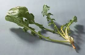 Attēlu rezultāti vaicājumam “Bunias orientalis”