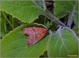 Attēlu rezultāti vaicājumam “Scoliopteryx libatrix”