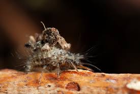 Attēlu rezultāti vaicājumam “Orthosia sp. larva”
